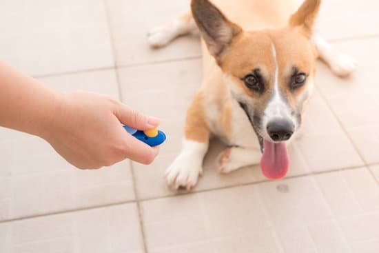Image of a dog engaged in positive reinforcement training through cognitive games and problem-solving exercises