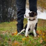 Step-by-step guide on how to train a dog to detect seizures