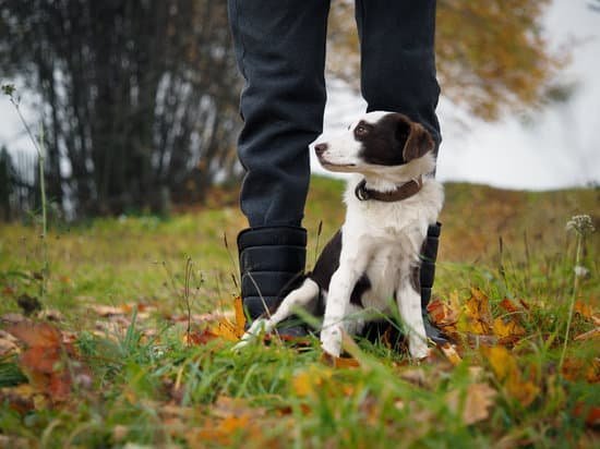Step-by-step guide on how to train a dog to detect seizures