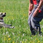 Service dog training: essential commands, socialization, public access, and task-specific skills for handlers with disabilities