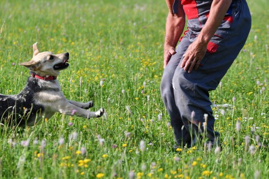 Service dog training: essential commands, socialization, public access, and task-specific skills for handlers with disabilities
