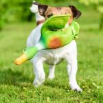 Step-by-step guide on how to house train an older rescue dog