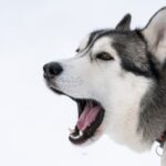 Learn how to train your dog to guard you with positive reinforcement and consistency