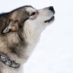 Recommended tipping amount for dog training sessions: How much to tip for dog training