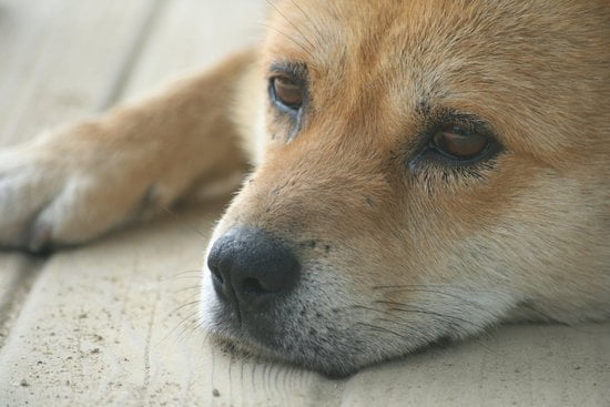 How to Train Your Older Dog to Use Puppy Pads 1 Step-by-step guide on how to train your older dog to use puppy pads effectively