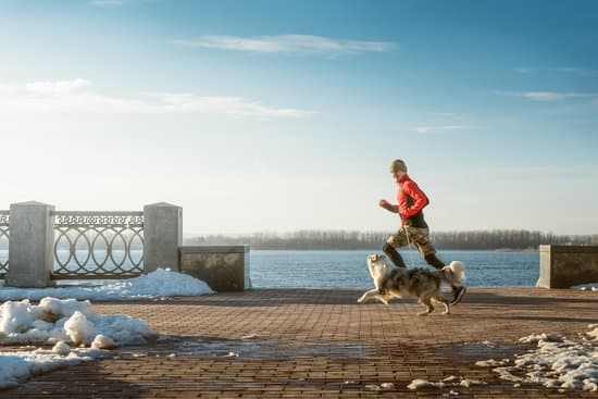 Does Trust Come Before Obedience Dog Training 1 Building trust before obedience in dog training fosters better behavior and stronger bond