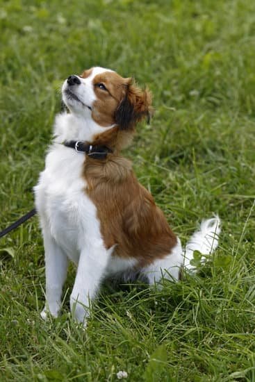 Haven Dog Training Reviews 1 Haven Dog Training Reviews: A Trusted Resource for Dog Owners Seeking Professional Training Services