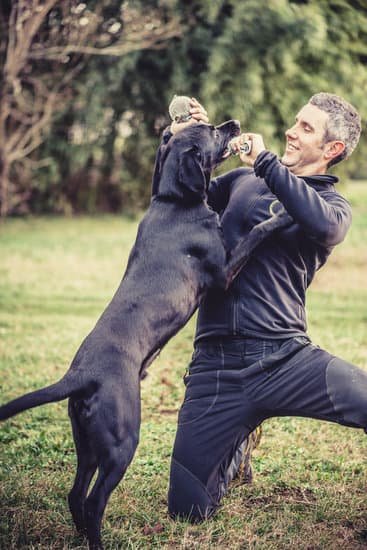 Why You Should Crate Train Your Dog: Safe and Effective Method for Behavior Management