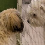 How to Train Your Dog to Eat Only from You: Step-by-Step Guide for a Well-Behaved Pooch