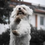 Is a License Required to Train and Board Dogs Training and boarding dogs requires a professional license to ensure quality care and safety