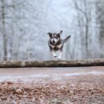 Why Does My Dog Pee After Being Trained Possible Anxiety: Why Does My Dog Pee After Being Trained