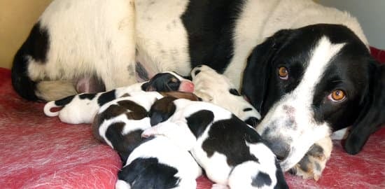 Step-by-step guide: How to train your dog to lift his paw