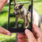 Australian Shepherd: A highly trainable breed of dog