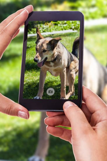 What Breed of Dog Is Easiest to Train 1 Australian Shepherd: A highly trainable breed of dog