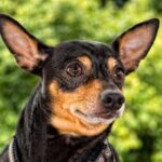 Why Are K9 Dogs Trained in German K9 dogs are trained in German to avoid confusion with non-German commands