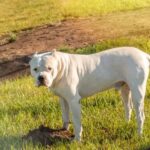 Can You Potty Train a Prairie Dog Can You Potty Train a Prairie Dog: Tips for Teaching this Unique Pet