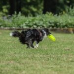 How to Train a Dog to Stop Barking on Walks Effective Dog Training: Stop Barking on Walks