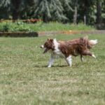 Training a dog not to eat chickens: positive reinforcement, safe containment, and consistent commands