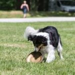 How to Train a Psychiatric Service Dog Book How to Train a Psychiatric Service Dog book cover with step-by-step training techniques