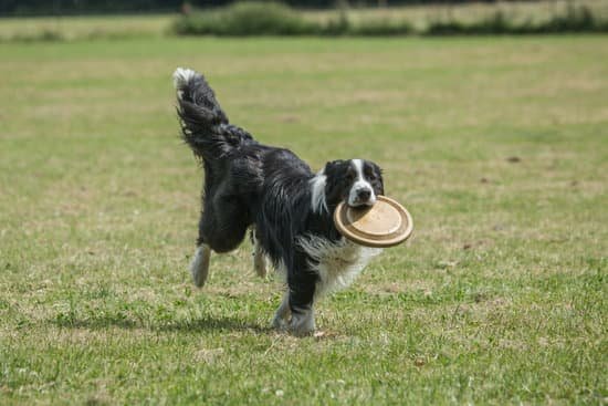 How to Train Your Dog to Put Away His Toys 1 Step-by-step guide on how to train your dog to put away his toys for a clutter-free home