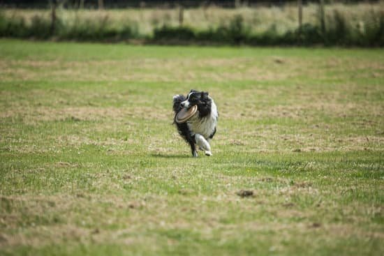 How to Train a Feist Squirrel Dog 1 Step-by-step guide on how to train a Feist squirrel dog for any hunting enthusiast