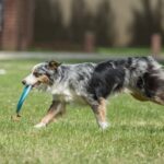 How to Train Your Dog Go Potty Outside Step-by-step guide for How to Train Your Dog Go Potty Outside: Effective Techniques for Successful Training
