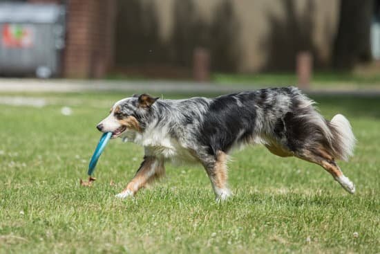 Step-by-step guide for How to Train Your Dog Go Potty Outside: Effective Techniques for Successful Training