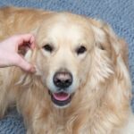 How to Train Your Dog as an Emotional Support Animal - Step-by-step guide on how to train your dog as an emotional support animal