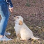 How to Train Your Dog Not Dark While Walking How to Train Your Dog to Walk Safely at Night - Tips for Walking in Darkness