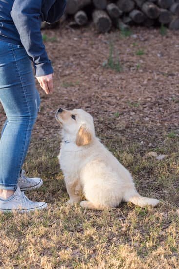 How to Train Your Dog Not Dark While Walking 1 How to Train Your Dog to Walk Safely at Night - Tips for Walking in Darkness