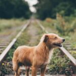 How to Train Your Own Attack Dog: Step-by-Step Guide