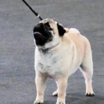 Where Can I Learn How to Train Police Dogs Where can I learn how to train police dogs Explore professional K9 training programs for law enforcement