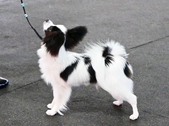 Professional dog trainer with A+ results specializing in obedience training and behavior modification