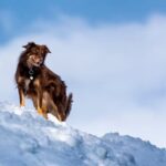 How to Train a Dog to Go on Walks Learn step-by-step how to train a dog to go on walks effectively