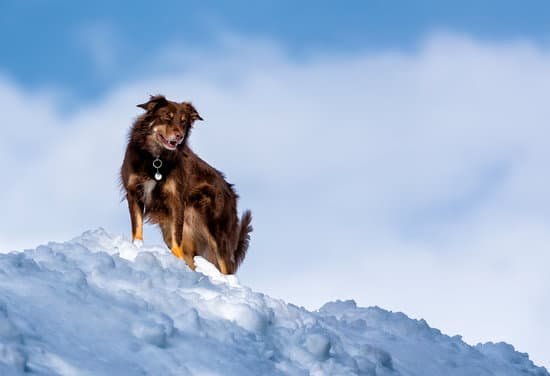 Learn step-by-step how to train a dog to go on walks effectively