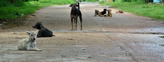 Step-by-step guide on how to train your dog to find treats using positive reinforcement