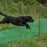 How to Train My Dog With a Whistle Whistle training for dogs: How to use a dog whistle effectively for training