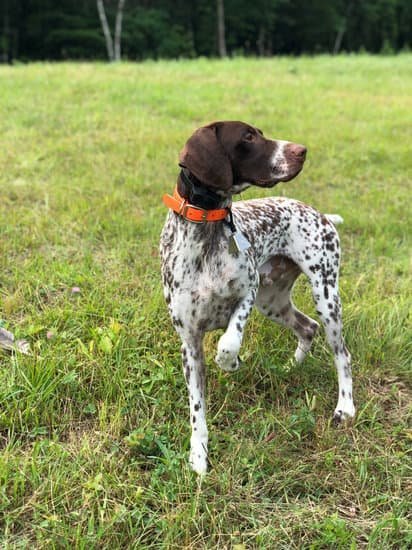Step-by-step guide on how to train dogs to track using positive reinforcement and scent detection methods