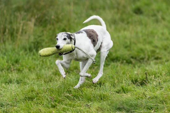 Step-by-step guide on how to learn to train a dog using positive reinforcement techniques