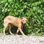 Dog-friendly Amtrak: Rules, reservations, and restrictions for traveling with pets on Amtrak trains