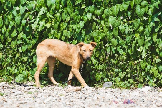 Dog-friendly Amtrak: Rules, reservations, and restrictions for traveling with pets on Amtrak trains