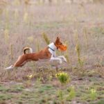 How Do I Train My Dog Not to Chase Chickens Training a Dog not to Chase Chickens: Positive Reinforcement and Distraction Techniques for Success