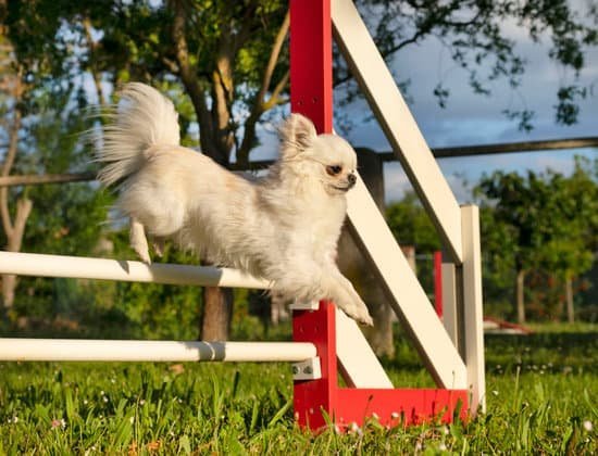 How to Train a Dog to Run Coyotes 1 Step-by-step guide on how to train a dog to run coyotes effectively