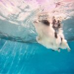 How to Train Protective Dog Step-by-Step Guide on How to Train Protective Dog: Tips and Techniques