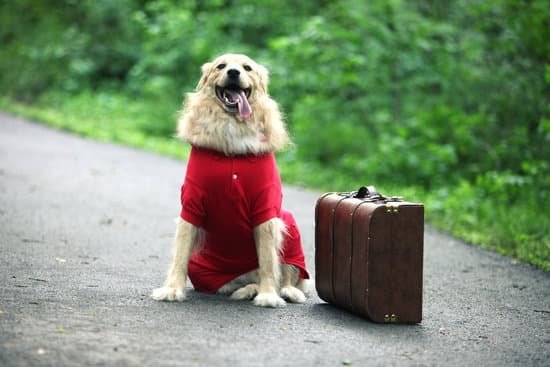 How Long Does It Take to Fully Train a Dog 1 How long does it take to fully train a dog Tips and tricks for successful training