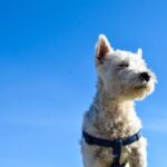 Train my dog to bark at strangers: Positive reinforcement, socialization, and desensitization techniques