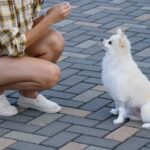 How to Potty Train a Blind Amd Deaf.Dog Step-by-step guide for How to Potty Train a Blind and Deaf Dog