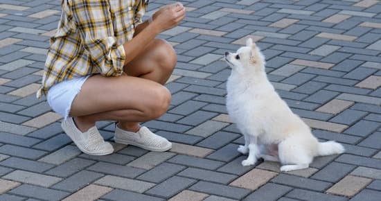 How to Potty Train a Blind Amd Deaf.Dog 1 Step-by-step guide for How to Potty Train a Blind and Deaf Dog