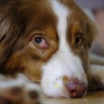 How to Train Dog Not to Chew on Couch How to Train Your Dog Not to Chew on Couch: Positive Reinforcement Techniques