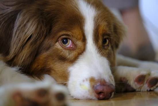 How to Train Your Dog Not to Chew on Couch: Positive Reinforcement Techniques